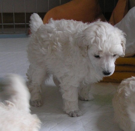 BOREAS Dorly Snowflake Fell 29. den 838 g